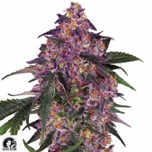 Sensi Purple Kush - Sensi Seeds Cannabis Samen kaufen