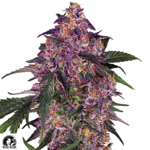 Sensi Purple Kush - Sensi Seeds Cannabis Samen kaufen