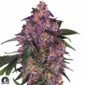 Sensi Purple Kush - Sensi Seeds Cannabis Samen kaufen