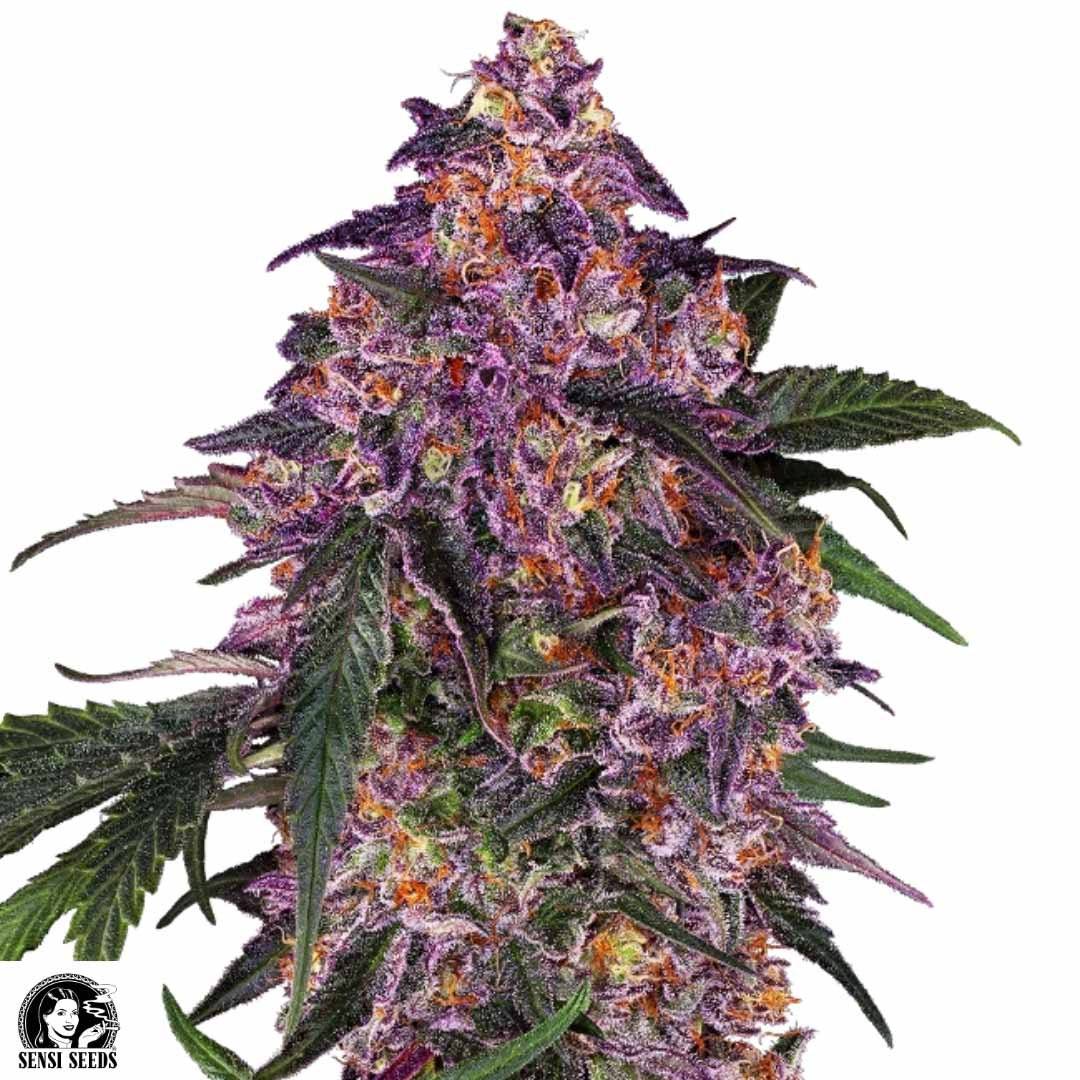 Sensi Purple Kush - Sensi Seeds Cannabis Samen kaufen