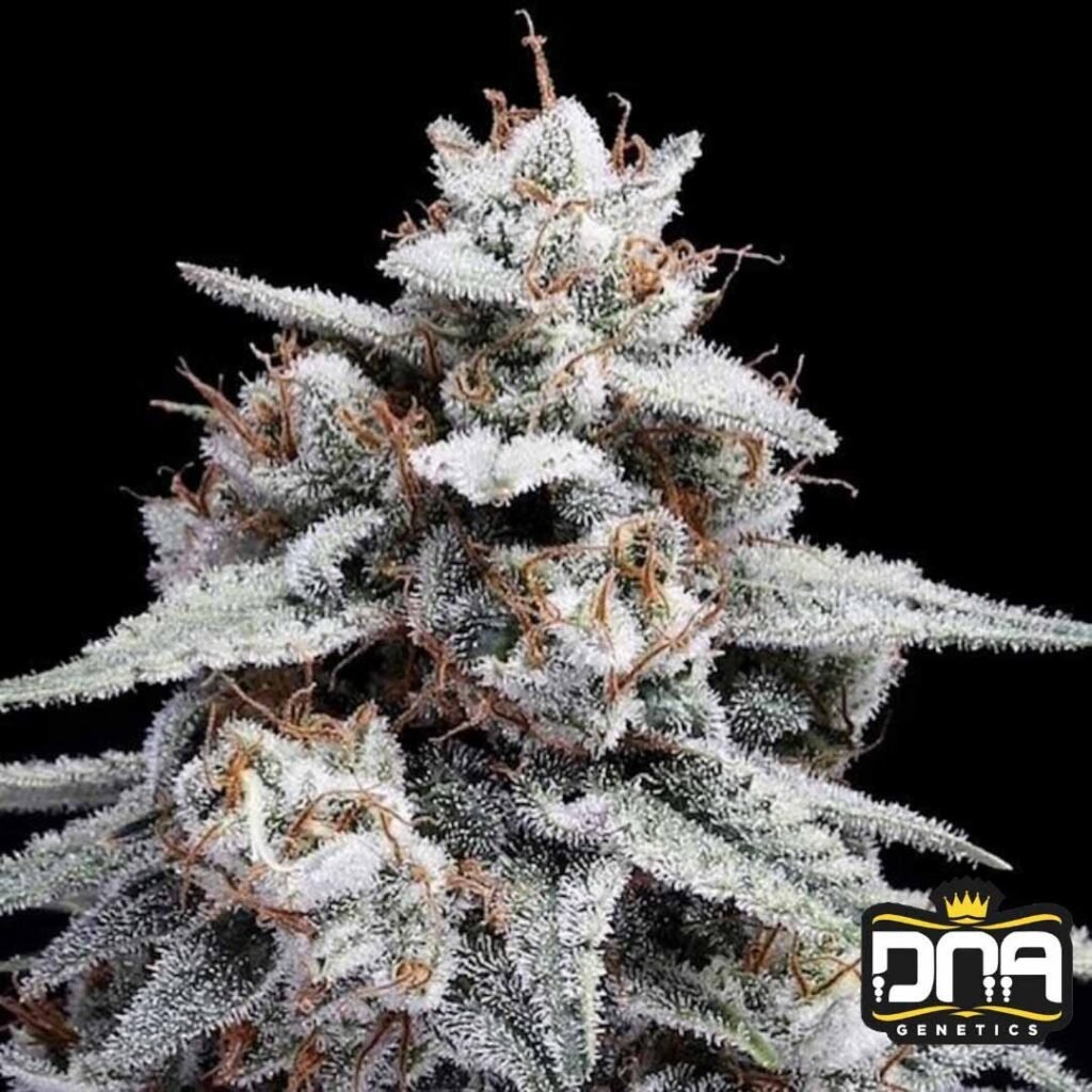 Skywalker Kush Auto - DNA Genetics Autoflower Cannabis Samen kaufen