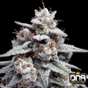 Skywalker Kush Auto - DNA Genetics Autoflower Cannabis Samen kaufen