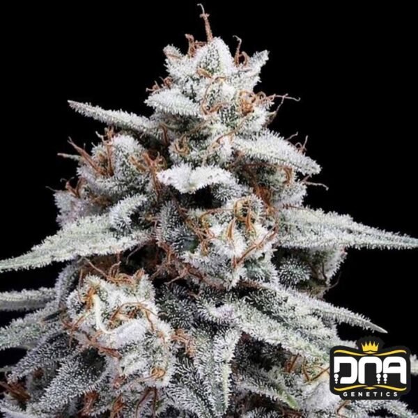Skywalker Kush Auto - DNA Genetics Autoflower Cannabis Samen kaufen