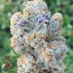Slurricane - In House Genetics Cannabis Samen kaufen