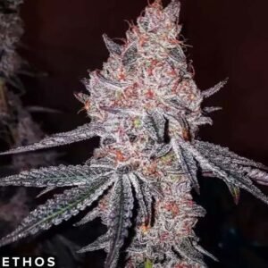 Strawberry Cookies OG R1 - Ethos Genetics kaufen