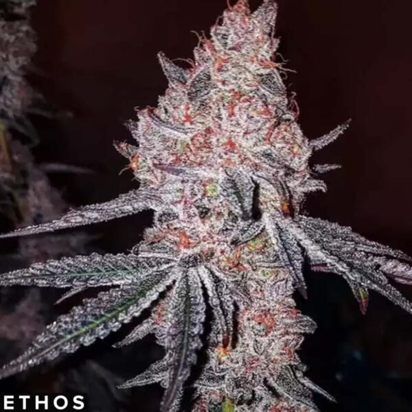 Strawberry Cookies OG R1 - Ethos Genetics kaufen