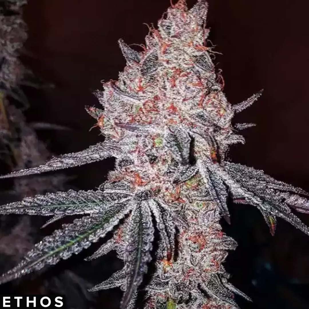Strawberry Cookies OG R1 - Ethos Genetics kaufen