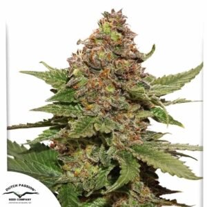 Strawberry Cough - Dutch Passion Cannabis Samen kaufen
