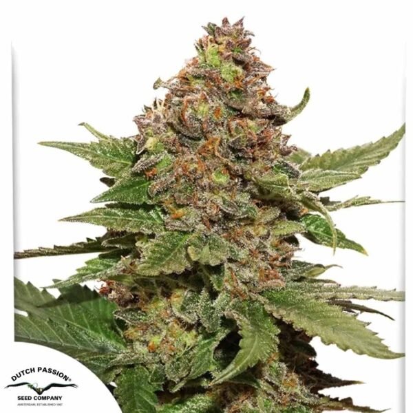 Strawberry Cough - Dutch Passion Cannabis Samen kaufen