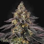 Sunset Paradise - Paradise Seeds Cannabis Samen kaufen