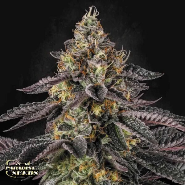 Sunset Paradise - Paradise Seeds Cannabis Samen kaufen Sunset Paradise - Paradise Seeds Cannabis Samen kaufen