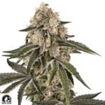 Sunset Peach - Sensi Seeds Cannabis Samen kaufen