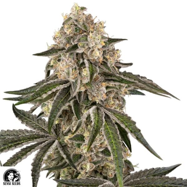 Sunset Peach - Sensi Seeds Cannabis Samen kaufen