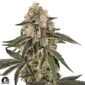 Sunset Peach - Sensi Seeds Cannabis Samen kaufen