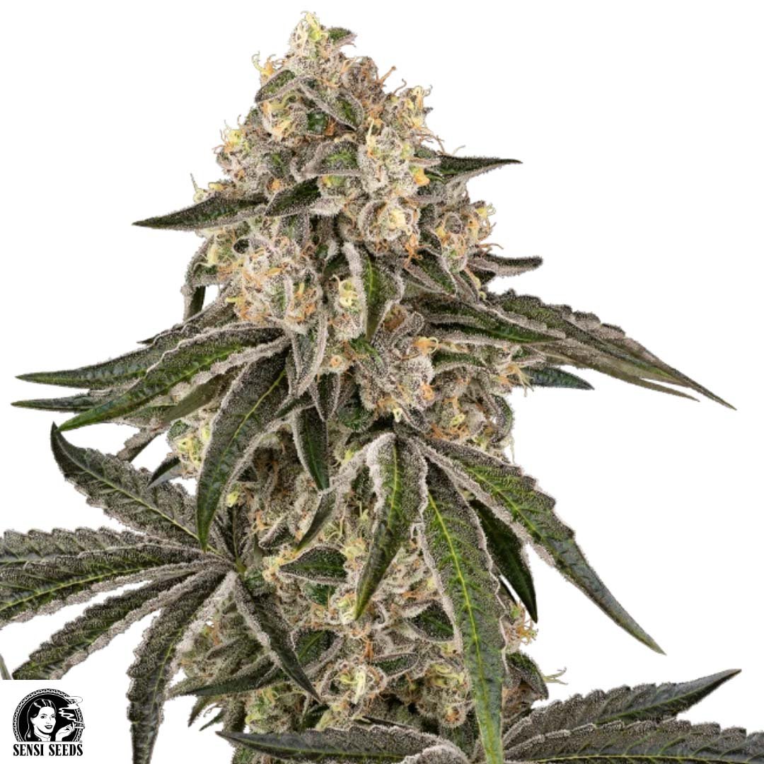 Sunset Peach - Sensi Seeds Cannabis Samen kaufen