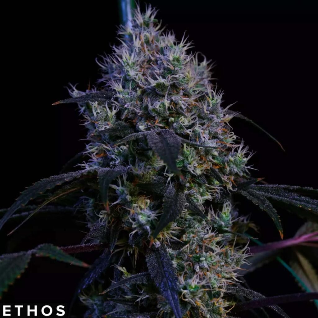 Super Lemon Haze RBX3 - Ethos Genetics kaufen