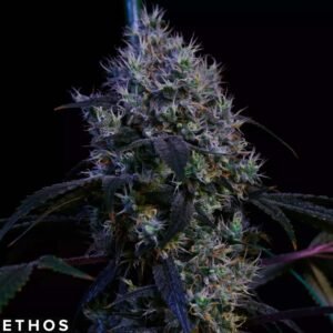 Super Lemon Haze RBX3 - Ethos Genetics kaufen