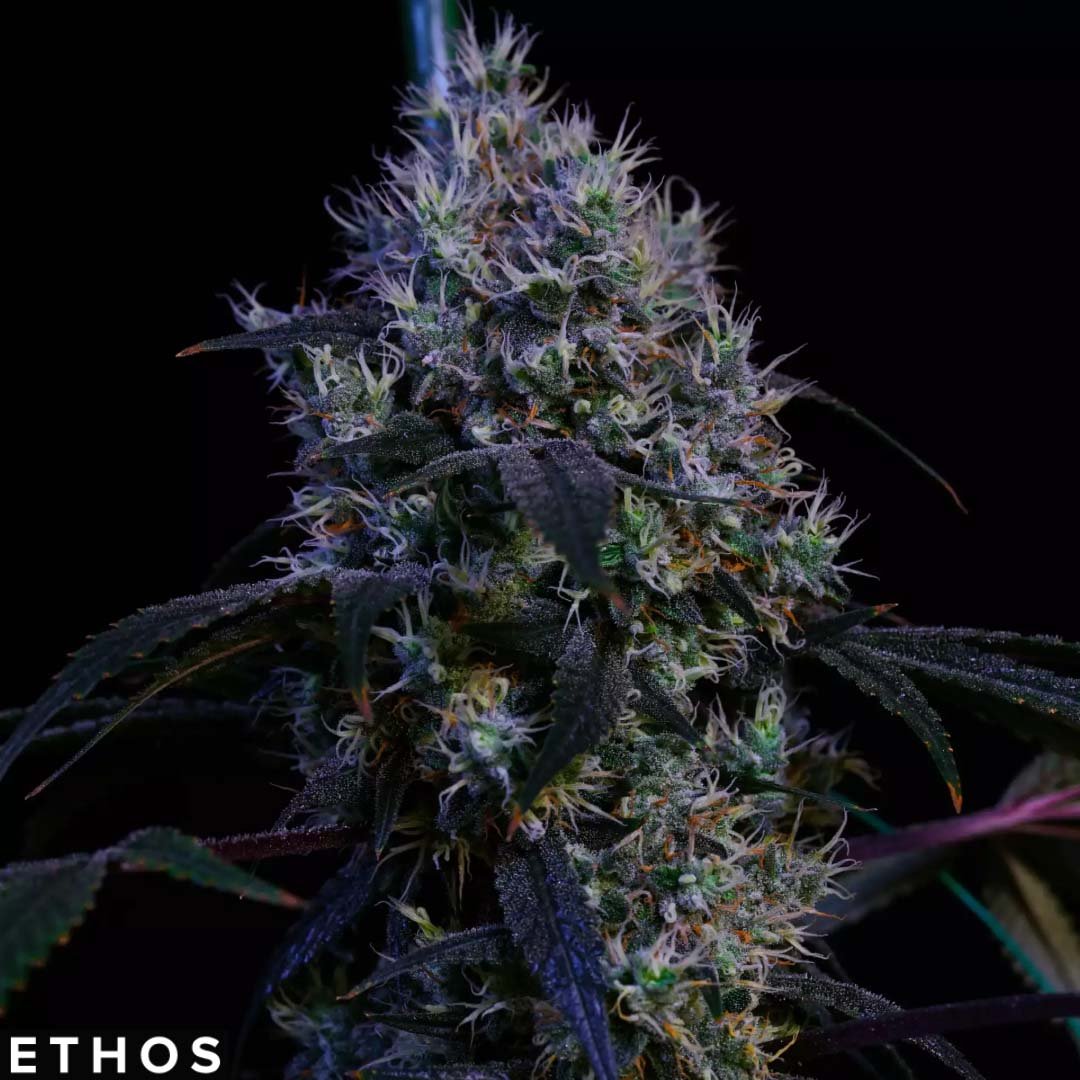 Super Lemon Haze RBX3 - Ethos Genetics kaufen