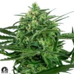 Sweet Amnesia - Sensi Seeds Cannabis Samen kaufen