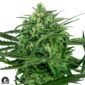 Sweet Amnesia - Sensi Seeds Cannabis Samen kaufen