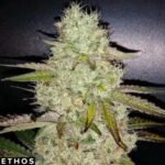 Toasted R1 - Ethos Genetics kaufen