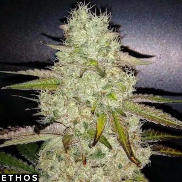 Toasted R1 - Ethos Genetics kaufen