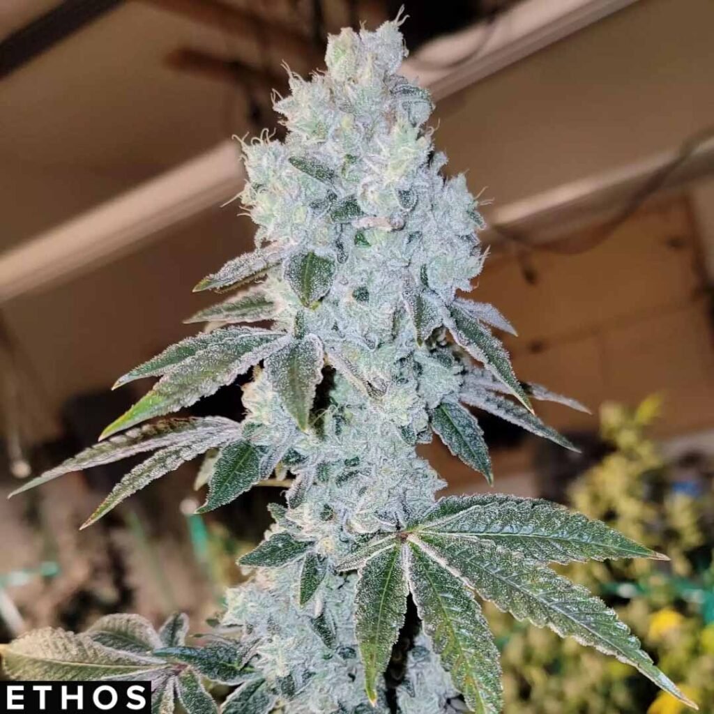 Voilà Auto RBX5 - Ethos Genetics Autoflower kaufen