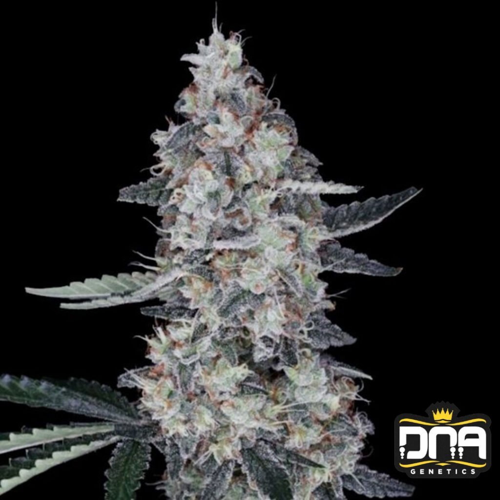 Watermelon Man Auto - DNA Genetics Autoflower Cannabis Samen kaufen