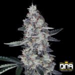 Watermelon Man Auto - DNA Genetics Autoflower Cannabis Samen kaufen