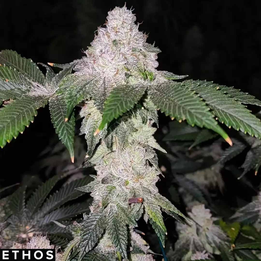Wrank S1 - Ethos Genetics kaufen