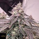 Zeltzer - Umami Seeds kaufen - Produktbild