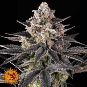Zoap - Barneys Farm Cannabis Samen kaufen