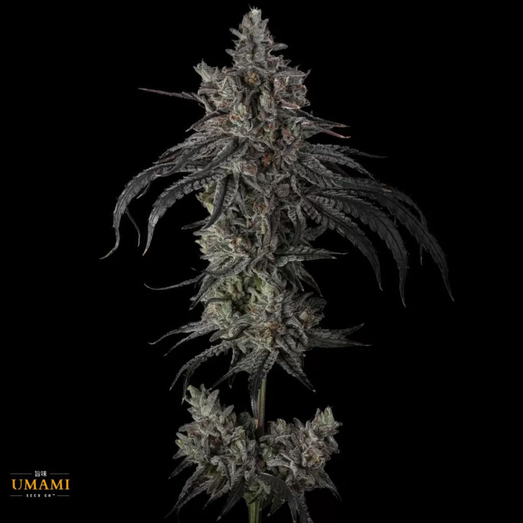 Zoda BX1 - Umami Seeds Cannabis Samen kaufen - Produktbild