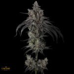 Zoda BX1 - Umami Seeds Cannabis Samen kaufen - Produktbild