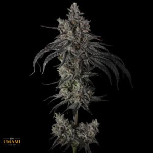 Zoda BX1 - Umami Seeds Cannabis Samen kaufen - Produktbild