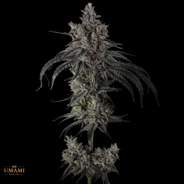 Zoda BX1 - Umami Seeds Cannabis Samen kaufen - Produktbild