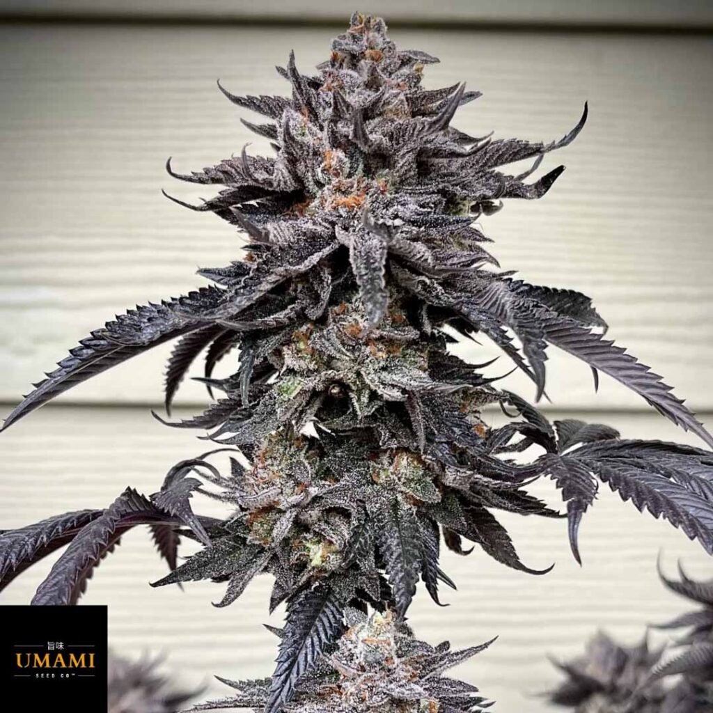 Zodaza - Umami Seeds kaufen - Produktbild