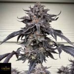 Zodaza - Umami Seeds kaufen - Produktbild