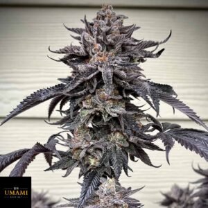 Zodaza - Umami Seeds kaufen - Produktbild