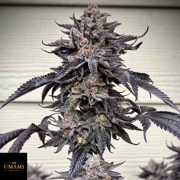 Zodaza - Umami Seeds kaufen - Produktbild