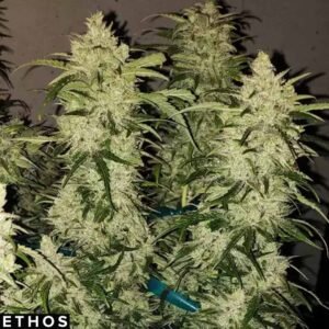 Zweet Auto RBX2 - Ethos Genetics Autoflower kaufen