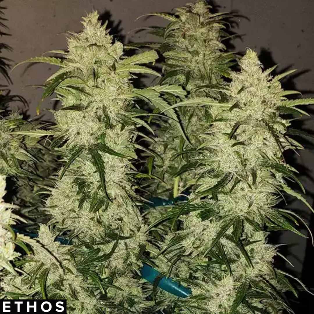 Zweet Auto RBX2 - Ethos Genetics Autoflower kaufen