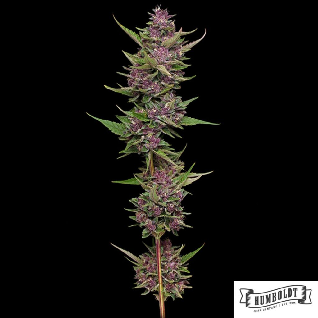All Gas OG von Humboldt Seeds - Cannabis Samen kaufen im Online Shop