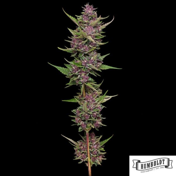 All Gas OG von Humboldt Seeds - Cannabis Samen kaufen im Online Shop