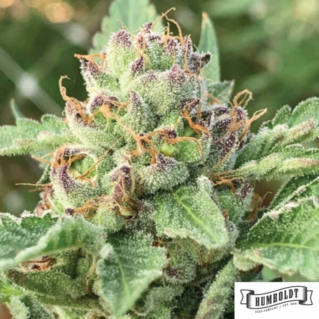 Apple Blossom von Humboldt Seeds - Cannabis Samen kaufen im Online Shop