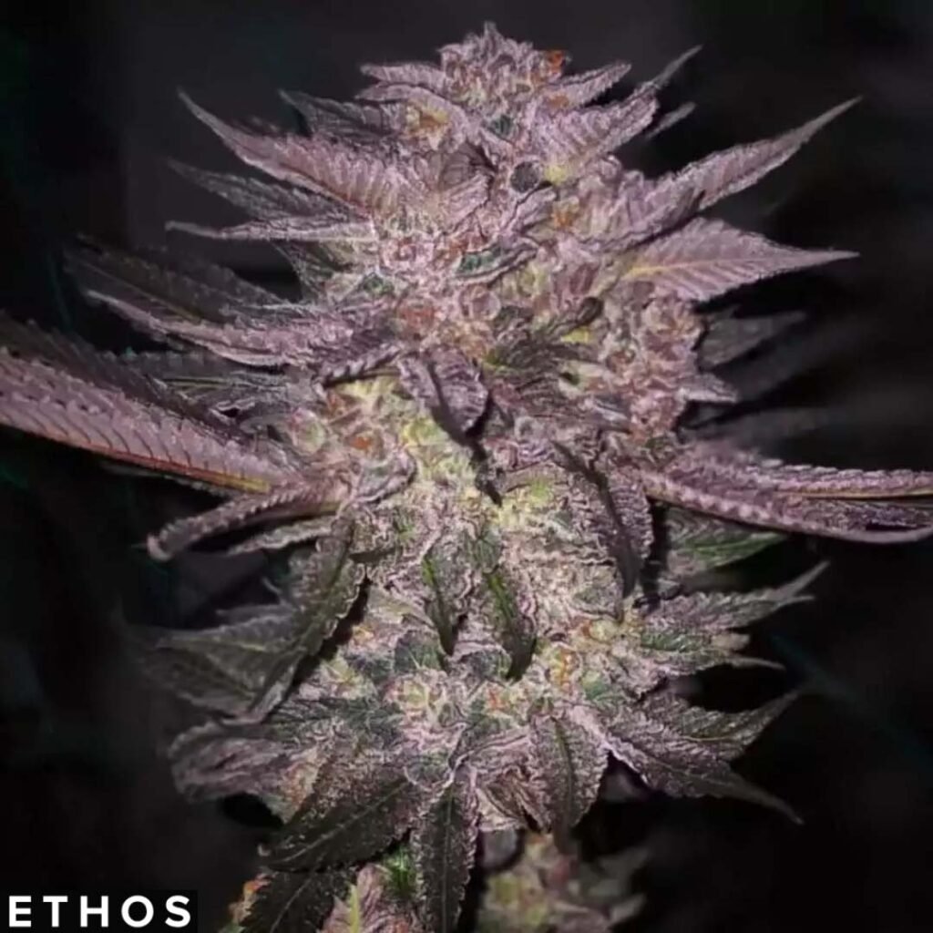 Atomic Fuego R1 - Ethos Genetics Cannabis Samen kaufen