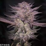 Atomic Fuego R1 - Ethos Genetics Cannabis Samen kaufen