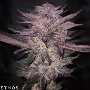 Atomic Fuego R1 - Ethos Genetics Cannabis Samen kaufen