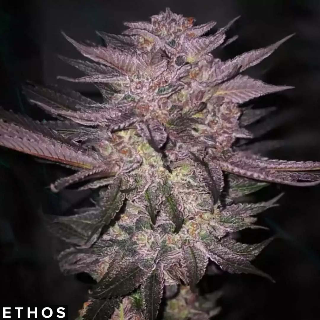 Atomic Fuego R1 - Ethos Genetics Cannabis Samen kaufen