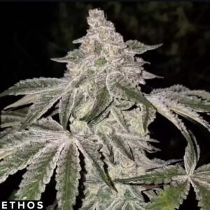 Atomic Leisure R1 - Ethos Genetics Cannabis Samen kaufen